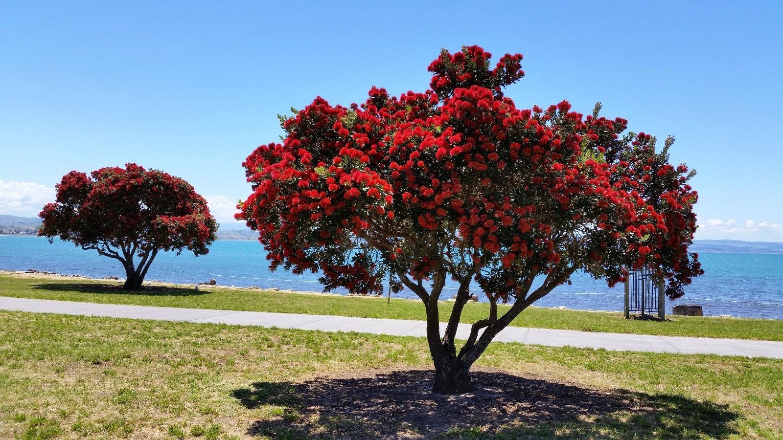 Summer Christmas in Napier