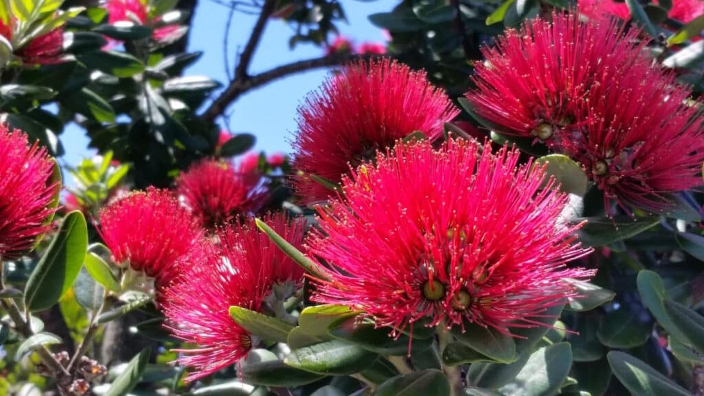 Summer Christmas in Napier