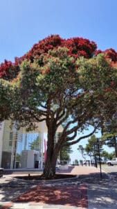 Summer Christmas in Napier